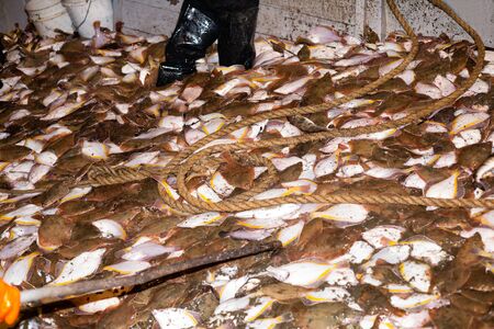 Fishermen sort flounder caught fish on ship deck nightの写真素材
