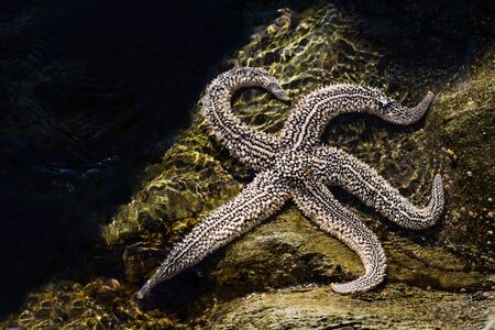 Living star lies in sea waterの写真素材