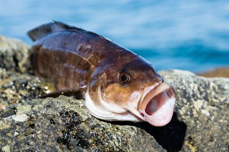 Freshly caught sea fish Arabesque greenling bass perchの写真素材