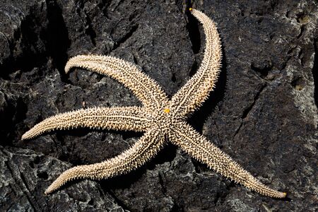Living sea starfish on arockの写真素材