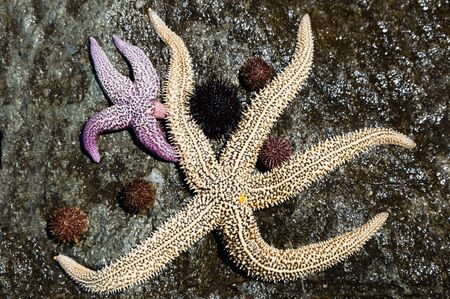 Live starfish and sea urchins on the stoneの写真素材