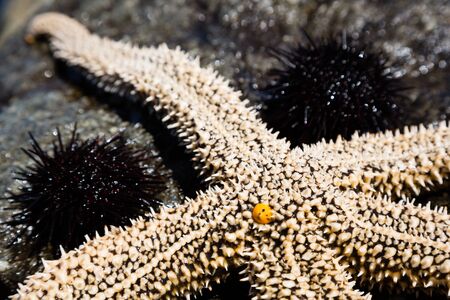 Live starfish and sea urchins on the rockの写真素材