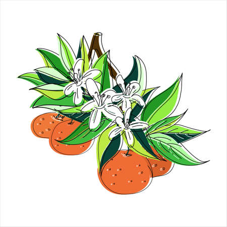 Vector illustration of a blossoming branch with flowers and mandarin and orange. Doodle style with offset outlines.のイラスト素材