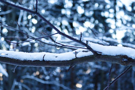 Melting snow on a tree branch. Detail of a snowy tree branch.の写真素材
