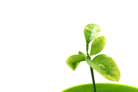 Water drops on green leaves of a plant. Pure white background.