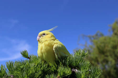 Yellow parrot on a tree. Cockatiel on a branch. Yellow bird. Blue sky in the background.