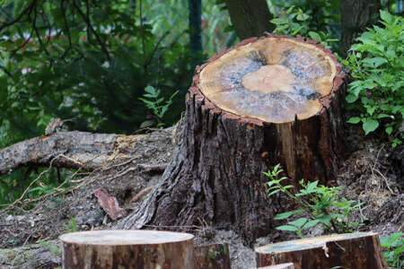 Inclined pine stump. Tree rings on a tree stump.の写真素材
