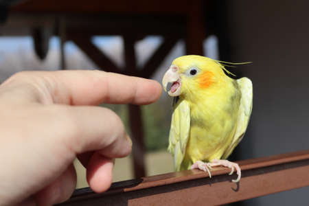 The yellow parrot is angry at a finger. Yellow-gray cockatiel sitting on a railing.Yellow bird. Focused on the eye.の写真素材