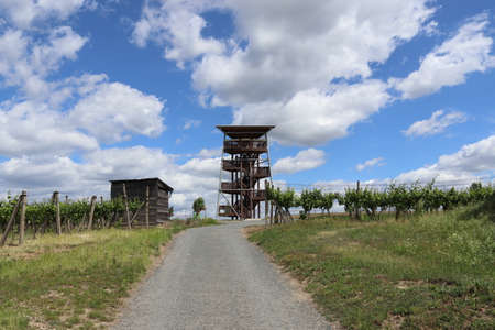 Modern public lookout tower near Mutenice in the Czech Republic. South Moravian wine region. Blue sky with clouds. Vine growing. The path leads to the lookout tower.の写真素材