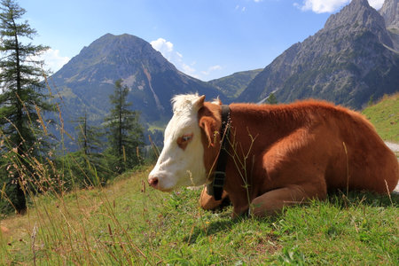 A white-brown cow lies and rests on the pasture. Mountains and rocky peaks of the Alps in the background.の写真素材