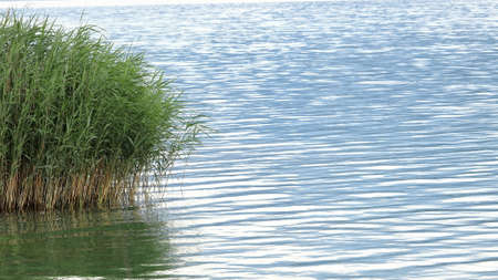 Green reeds growing out of water. Water surface, lake, waves, glistening surface.の写真素材