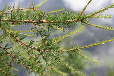 Coniferous larch branch with water drops after rain. Nature background.の写真素材