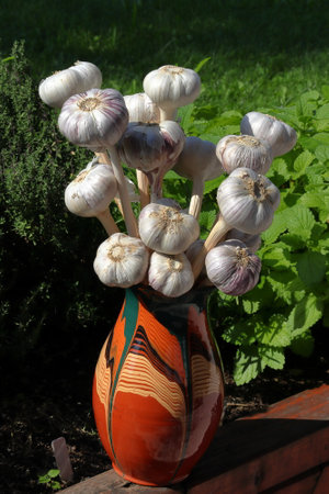 Heads of garlic arranged in a vase. Background of green mint leaves. Ripe garlic.の写真素材