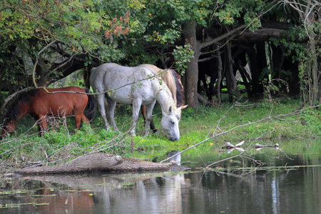 Horses are grazing by the river. Wild river bank. Wild river bank. Sunken tree trunk. Animals in nature. Pasture for horses.の写真素材