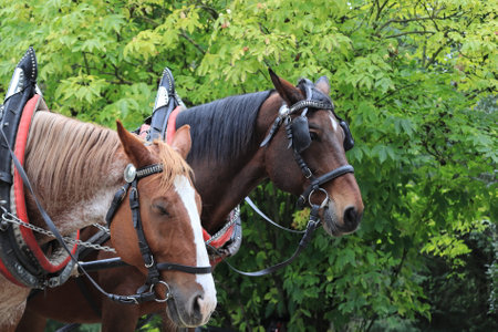 Close-up view of horse heads with harness. Two brown horses. Harnessed horses.の写真素材