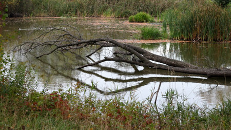 A withered tree fell into the water. Overgrown banks of the river. View of the wild river.の写真素材