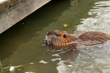 Myocastor coypus. A nutria swims in the water. Side view of a rodent.の写真素材