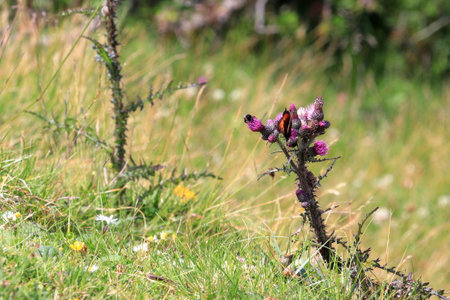A butterfly and a bumblebee are sitting on a blossoming thistle. Blurred background. Natural photo of a meadow.の写真素材