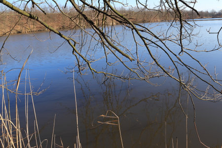 Early spring at the pond. Branches without leaves above the surface of the pond. The beginning of spring.の写真素材