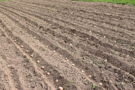 Preparing the soil for planting potatoes. A small tractor hilling rows on a field. Potato Trenches And Hills.の写真素材