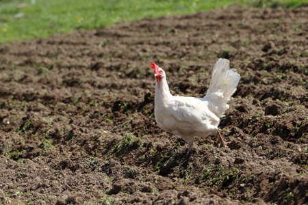 A white hen walks across the field. Outdoor chicken farming. Big bird.の写真素材