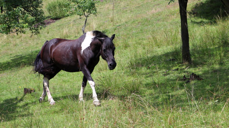A white-brown horse walks on a meadow. Animal in nature. Pasture for horses.の写真素材