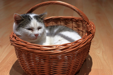 A cat lies and rests in a wicker basket. Gray and white cat.の写真素材