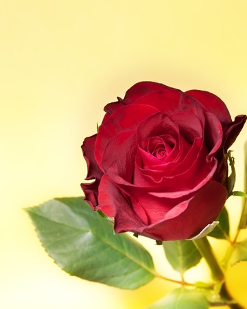 spring flower over a yellow backgroundの写真素材