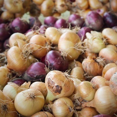 onions background,close up photoの写真素材