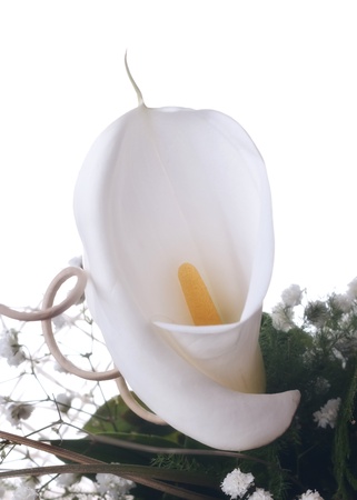 Close up of  white calla liliesの写真素材