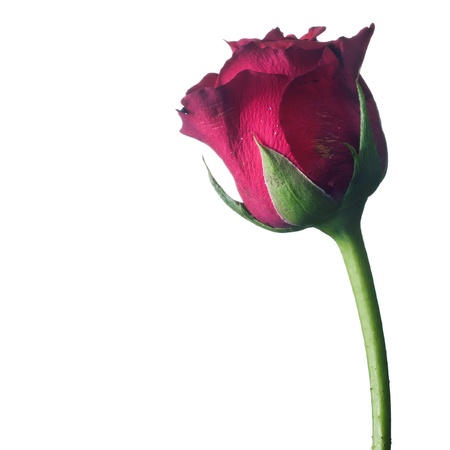 beautiful red rose on a white backgroundの写真素材
