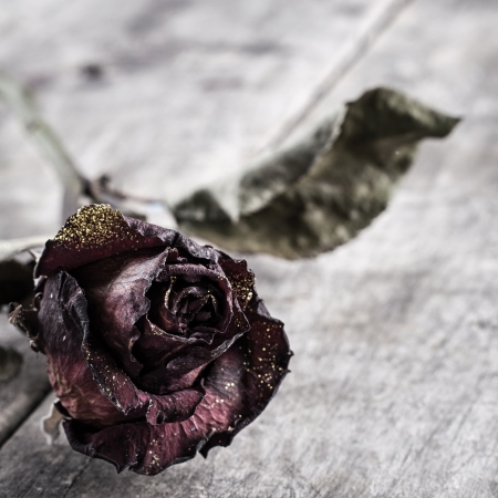 dried rose on old table ,close up photoの写真素材