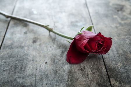 red rose on old wooden background, close upの写真素材