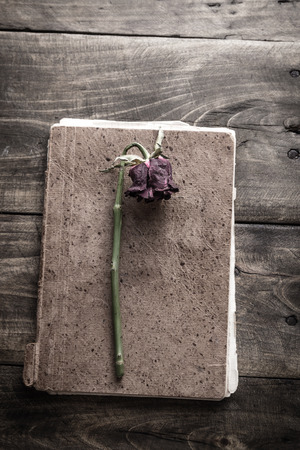 Single flower on vintage  book on wood background - verticalの写真素材