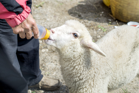 sheep  drinking water from hand, close up photoの写真素材