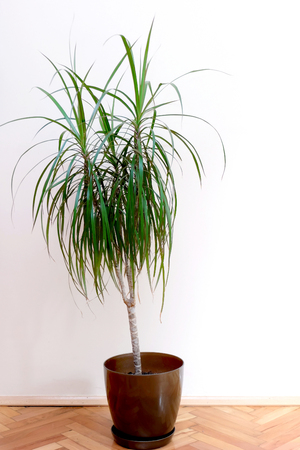 Potted Palm in the room, natural lightの写真素材