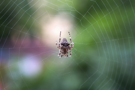 Spider on the web over green background, close upの写真素材
