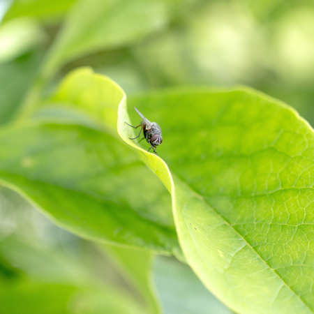 Close up photo of fly on a leaf. Natural light