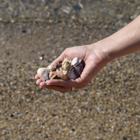 hands full of sea shells  on the shore