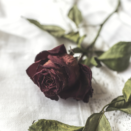 Dried red rose on white tableclothの写真素材