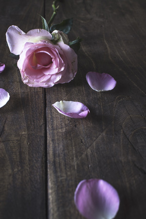 Beautiful pastel rose on a wooden background, close upの写真素材