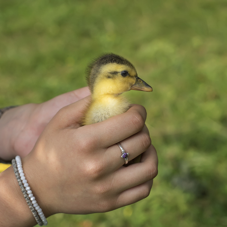 Little girl with spring duckling. Duckling close-up.の写真素材