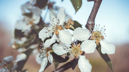 Blossom tree over nature background, Spring flowers, Spring Backgroundの写真素材