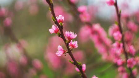 Abstract floral backdrop of pink flowersの写真素材