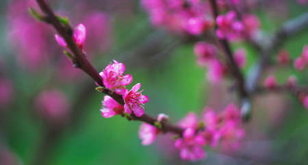 Abstract floral backdrop of pink flowersの写真素材