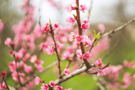 Abstract floral backdrop of pink flowersの写真素材