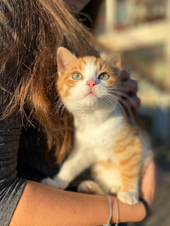 little kitten looking up. girl holds a cat in her armsの写真素材