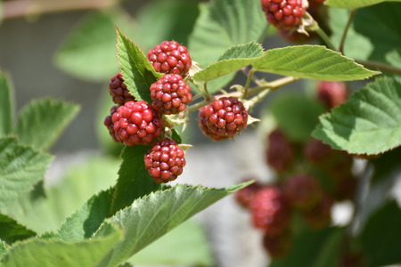 blackberry unripe on the tree
