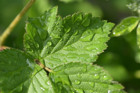 wet leaves by water drops