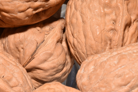nuts for shelling